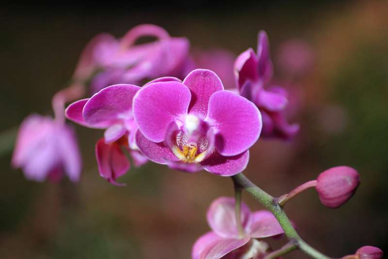 FH_FG_0050(orchidee).jpg